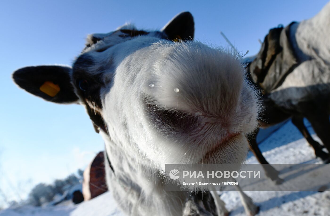 День оленевода в Забайкальском крае