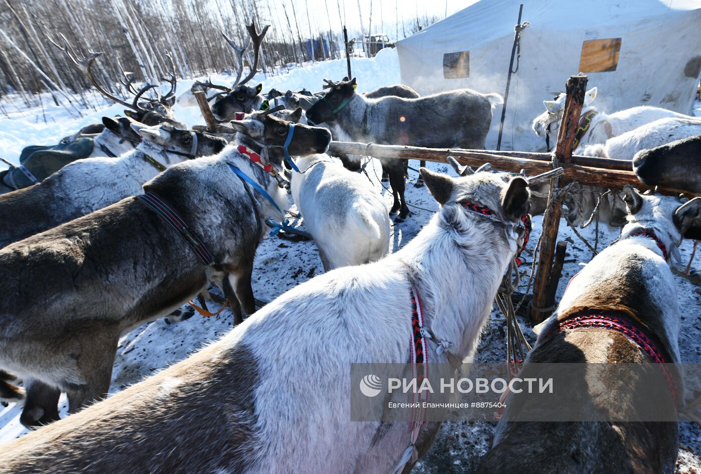 День оленевода в Забайкальском крае