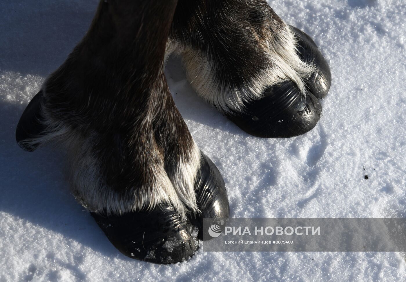 День оленевода в Забайкальском крае