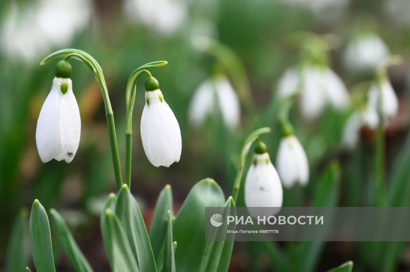 Первоцветы в Ботаническом саду МГУ