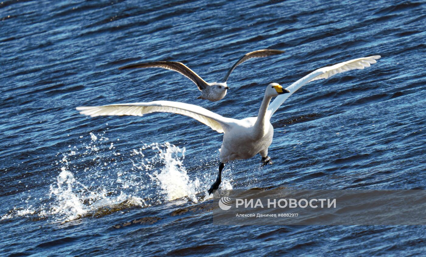 Стая лебедей в Финском заливе