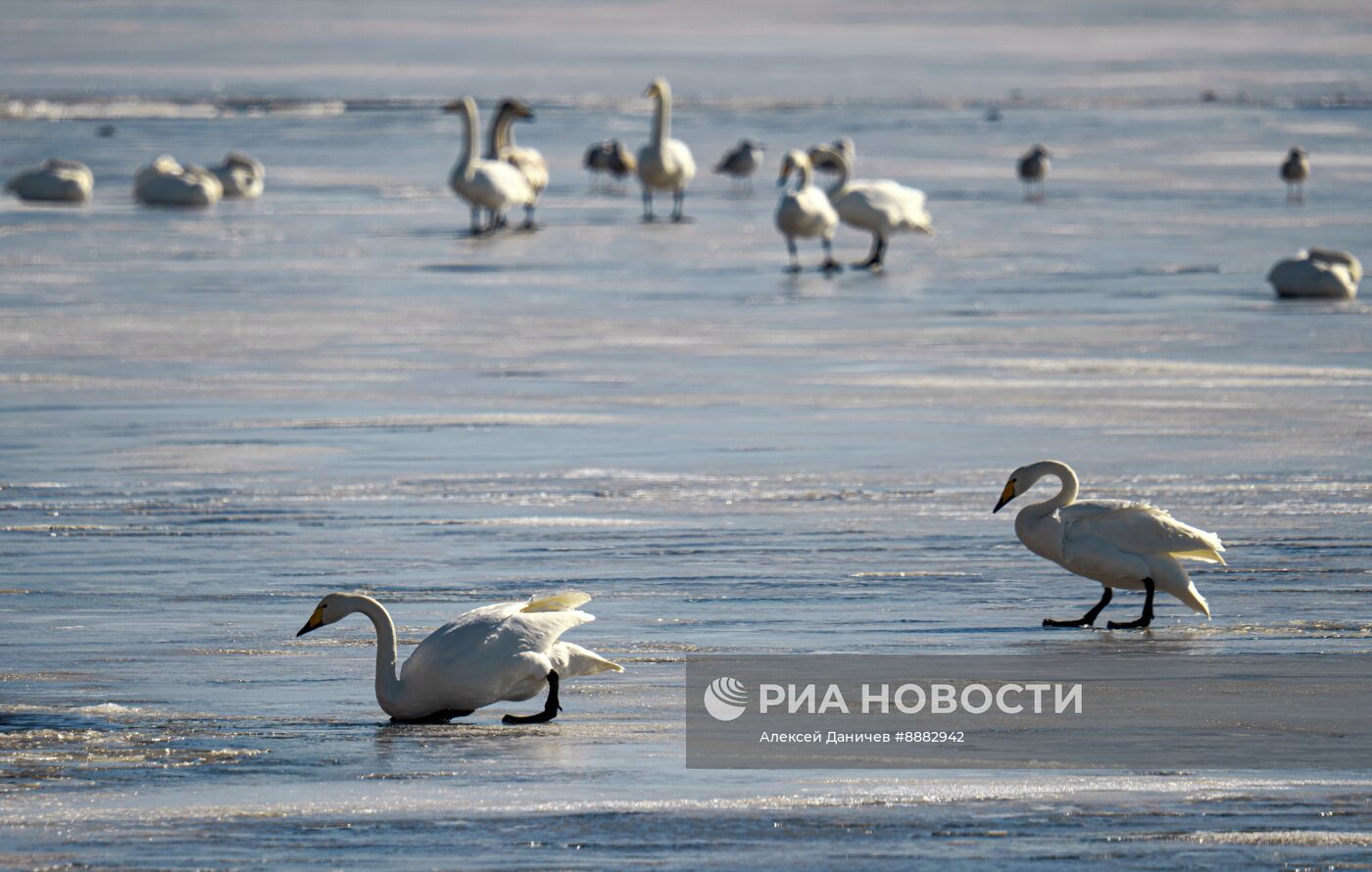 Стая лебедей в Финском заливе