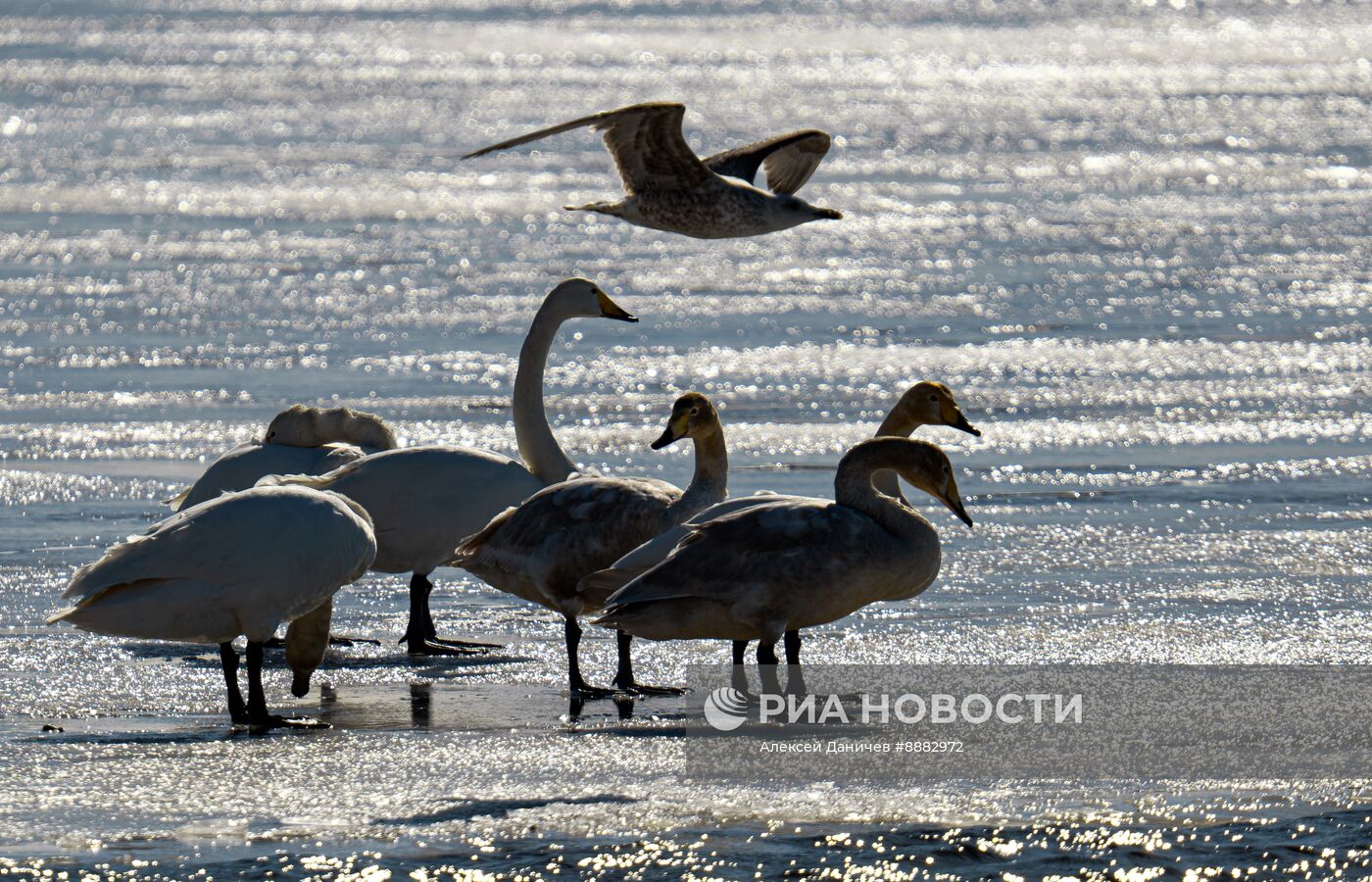 Стая лебедей в Финском заливе