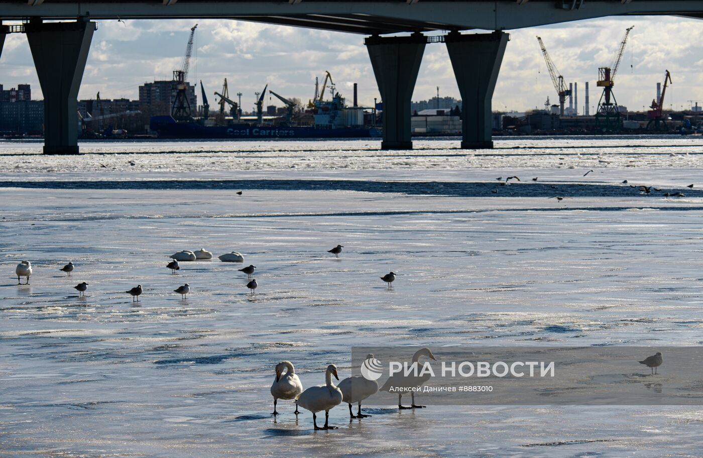 Стая лебедей в Финском заливе
