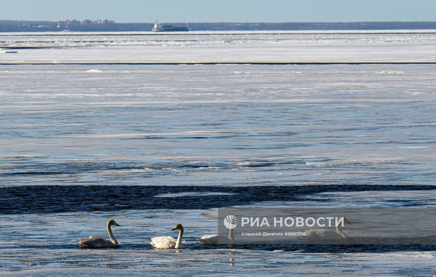 Стая лебедей в Финском заливе