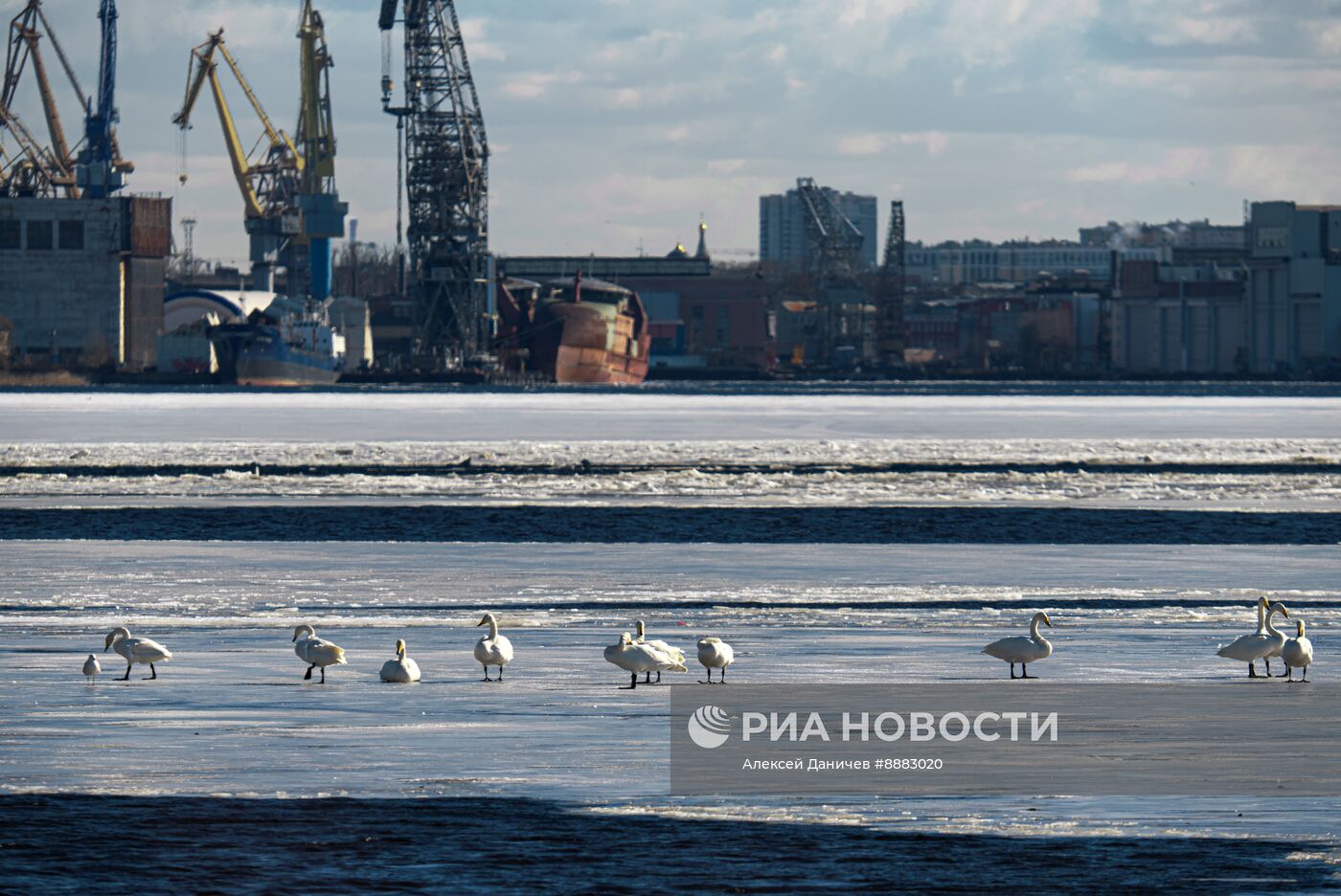 Стая лебедей в Финском заливе