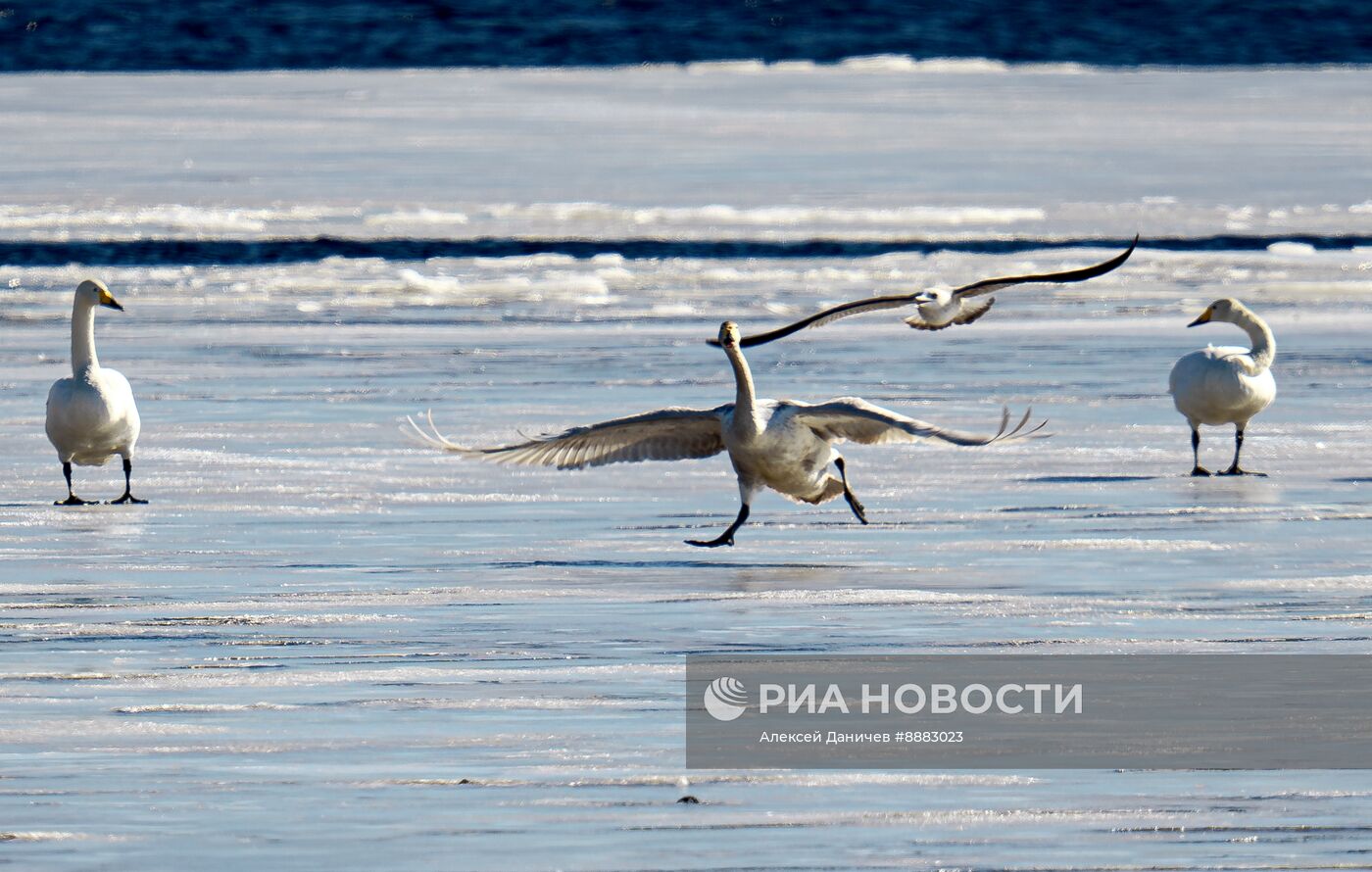 Стая лебедей в Финском заливе