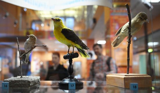 Открытие выставки "Чёрный континент, или путешествие по разноцветной Африке"