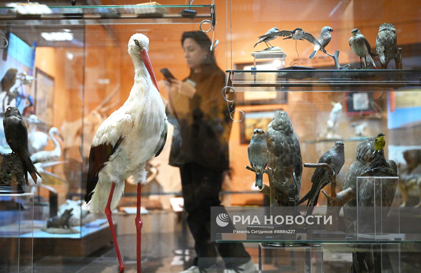 Открытие выставки "Чёрный континент, или путешествие по разноцветной Африке"