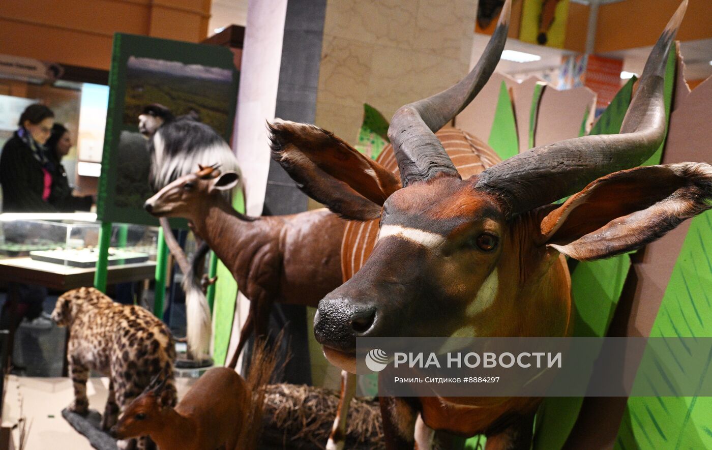 Открытие выставки "Чёрный континент, или путешествие по разноцветной Африке"