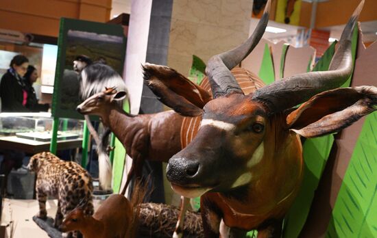 Открытие выставки "Чёрный континент, или путешествие по разноцветной Африке"