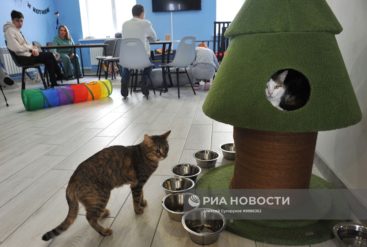 Открытие первого котокафе в Тамбове