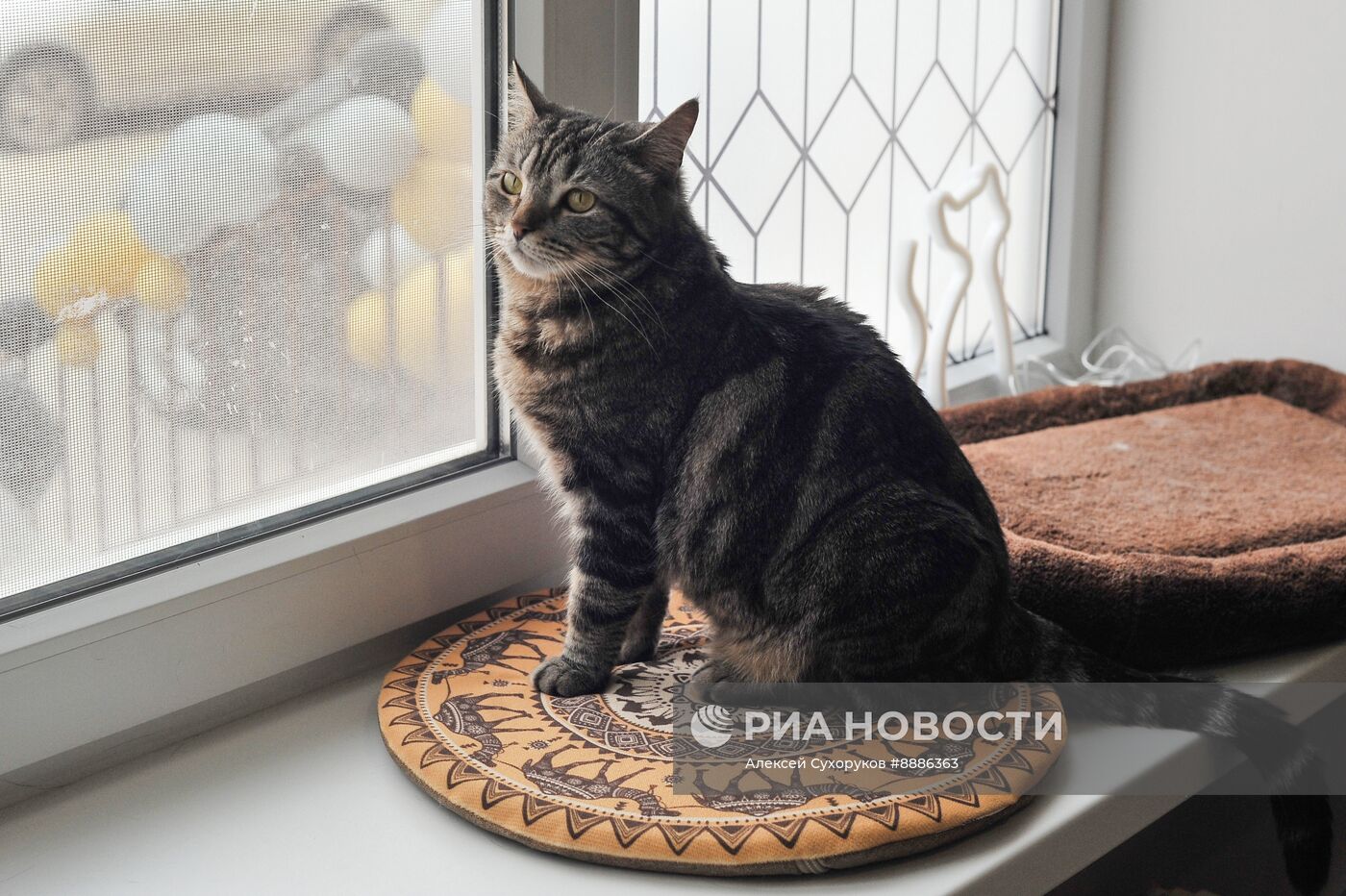Открытие первого котокафе в Тамбове