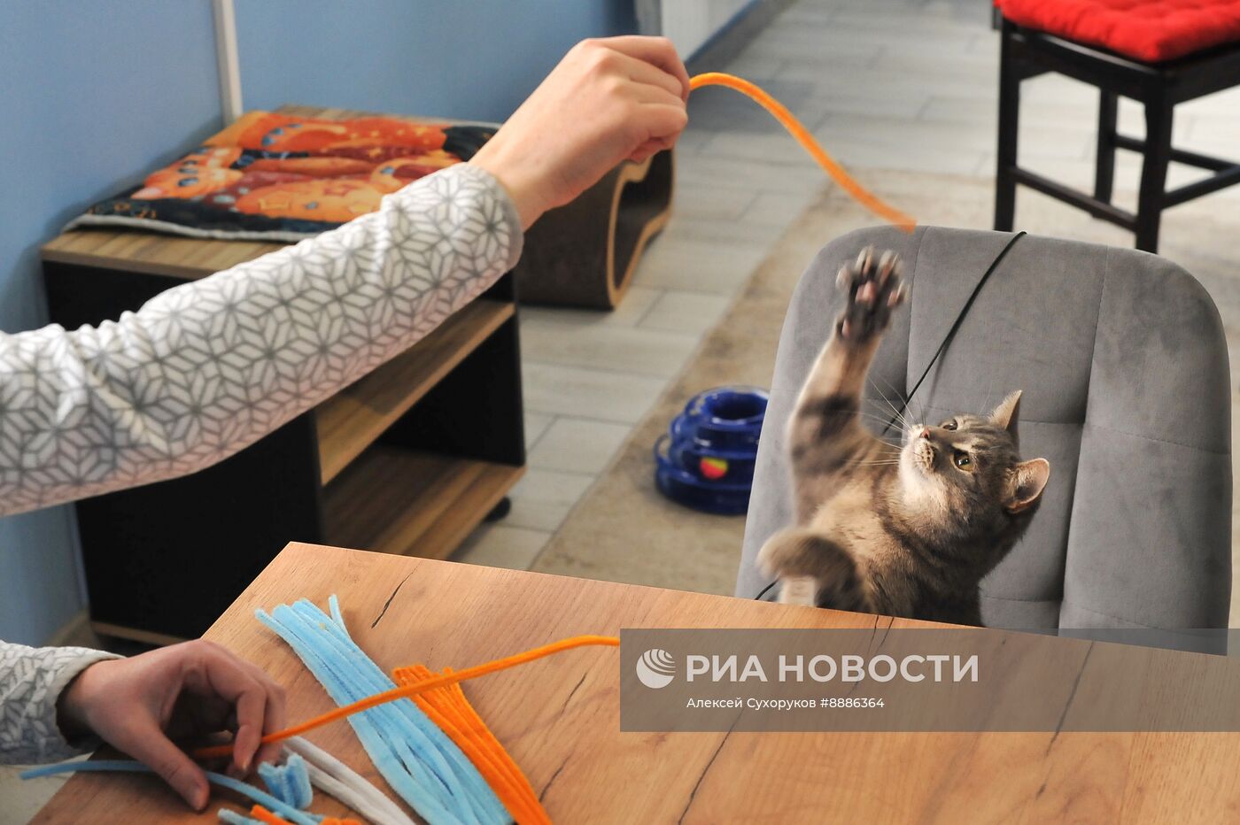 Открытие первого котокафе в Тамбове