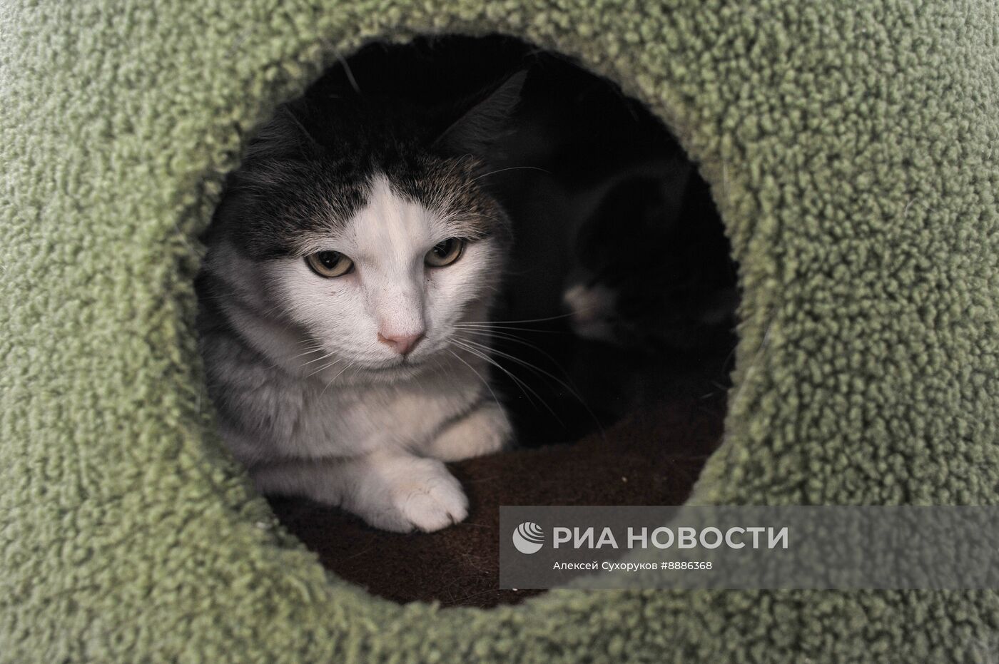 Открытие первого котокафе в Тамбове