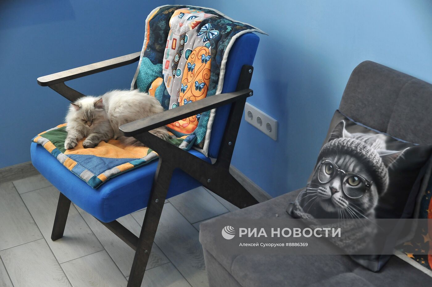 Открытие первого котокафе в Тамбове