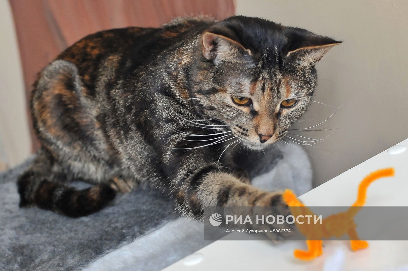 Открытие первого котокафе в Тамбове