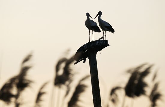 Аисты в Запорожской области