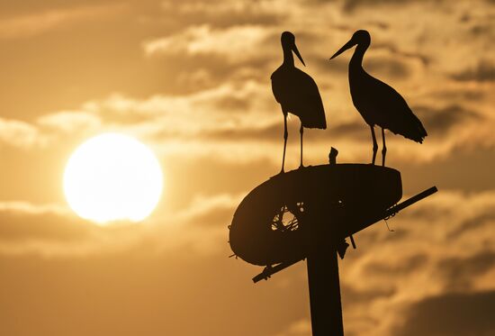 Аисты в Запорожской области