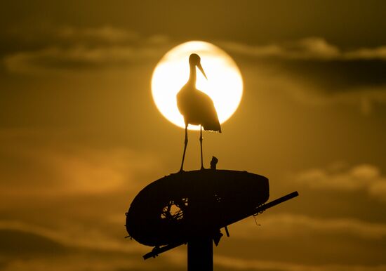 Аисты в Запорожской области