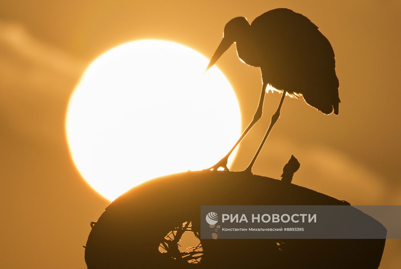 Аисты в Запорожской области