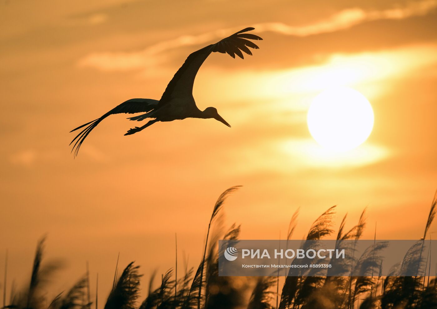 Аисты в Запорожской области
