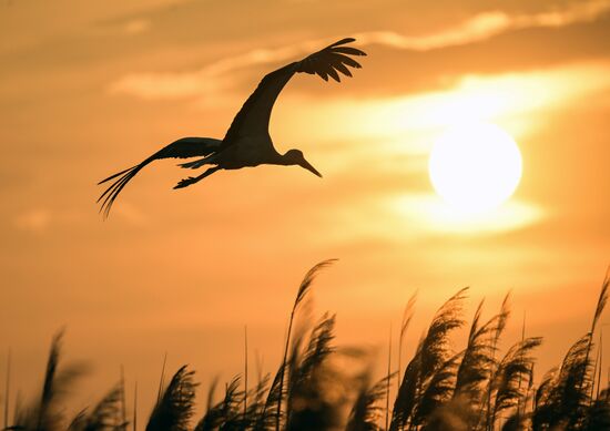 Аисты в Запорожской области
