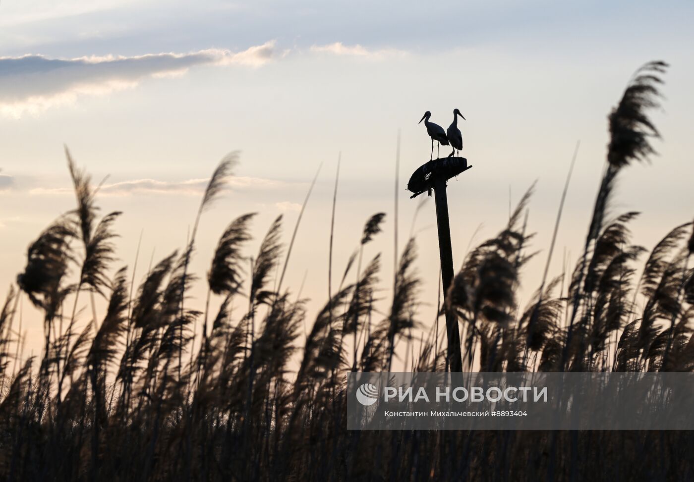 Аисты в Запорожской области