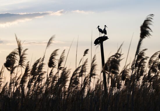 Аисты в Запорожской области