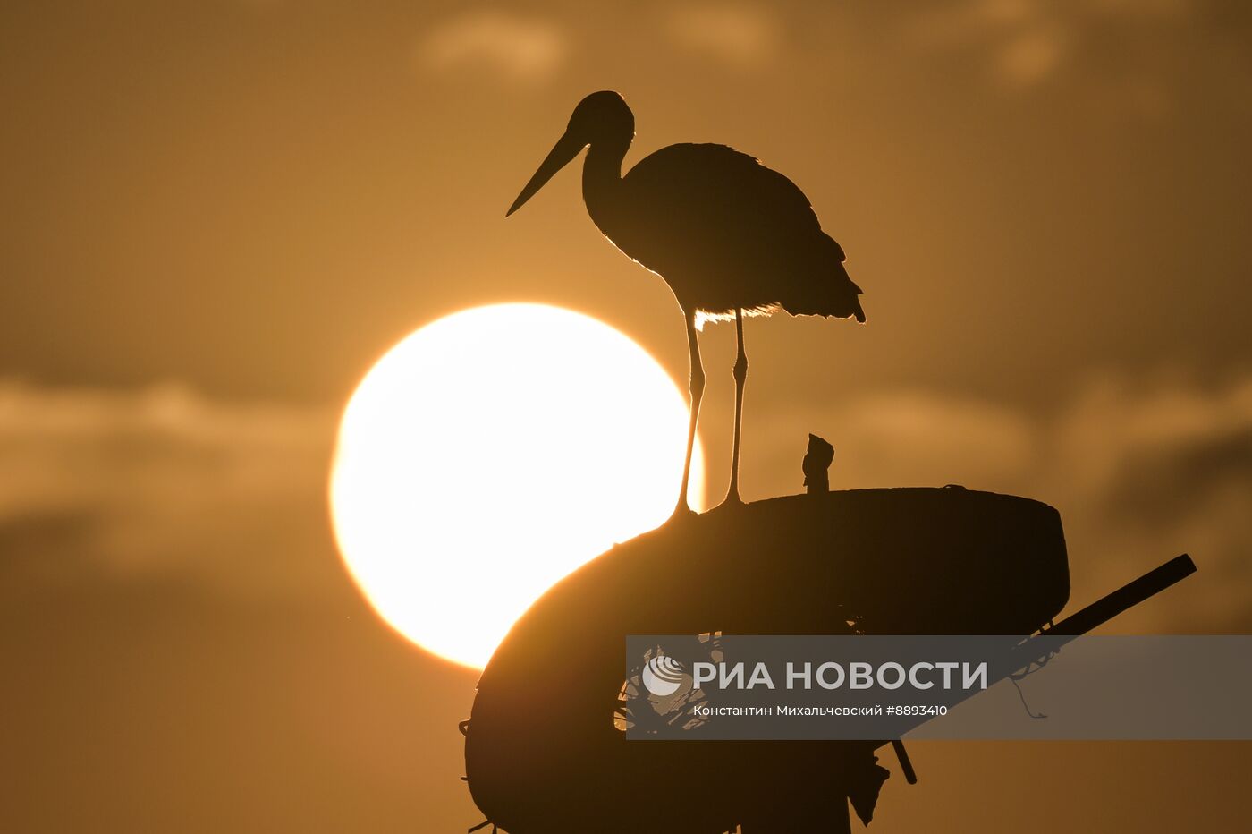 Аисты в Запорожской области