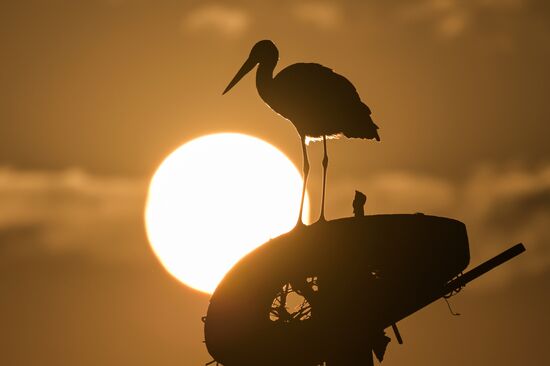 Аисты в Запорожской области