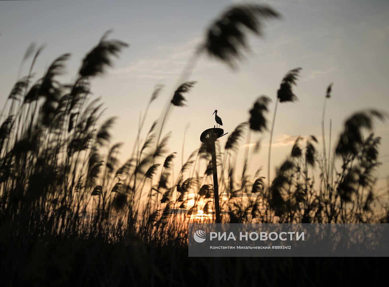Аисты в Запорожской области