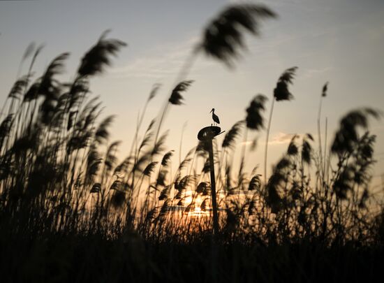 Аисты в Запорожской области