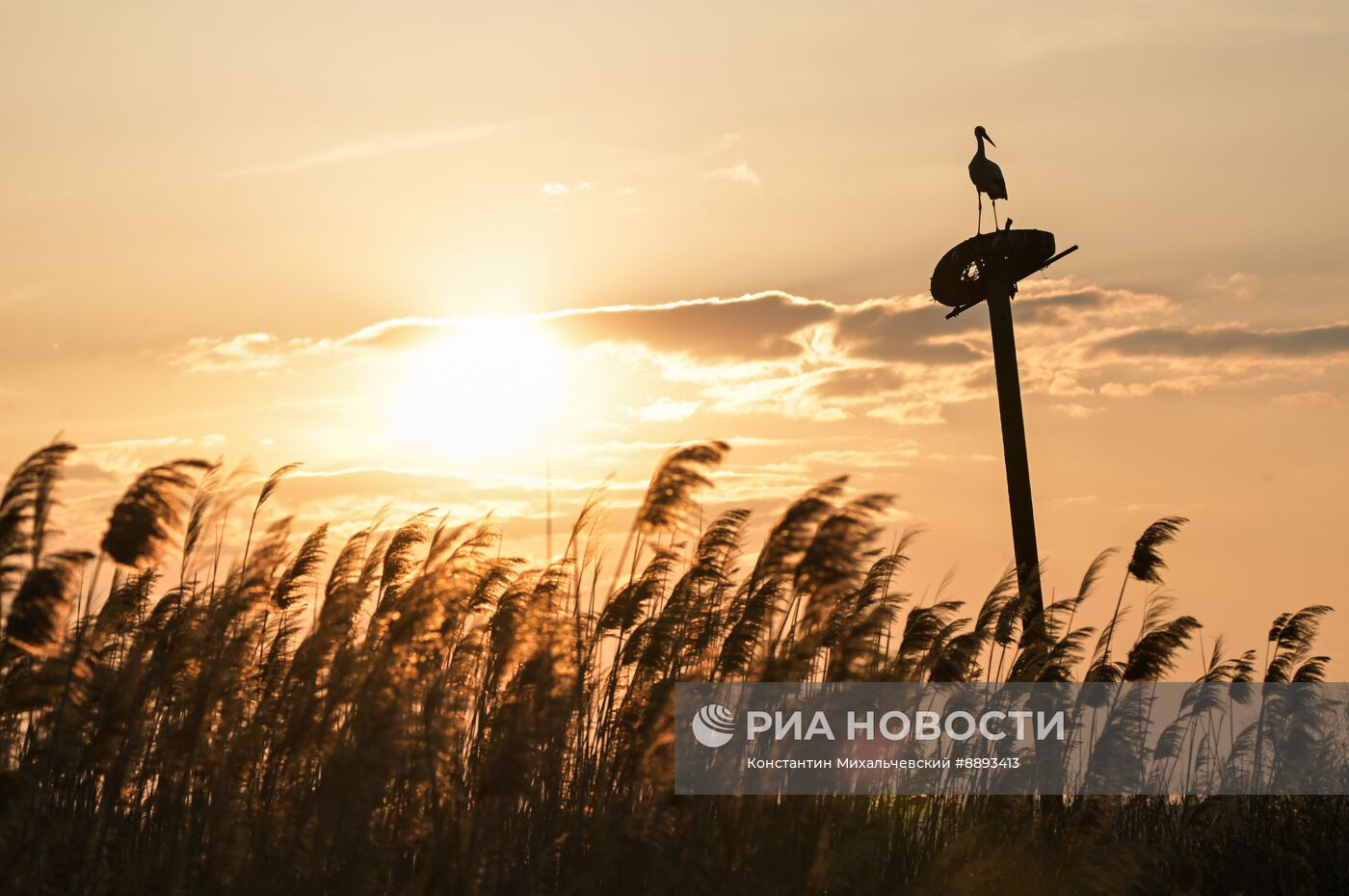 Аисты в Запорожской области
