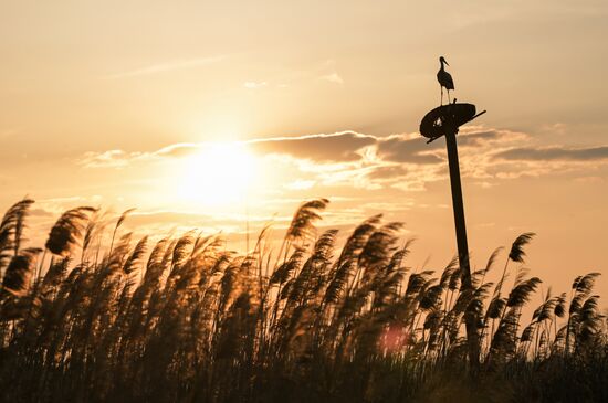 Аисты в Запорожской области