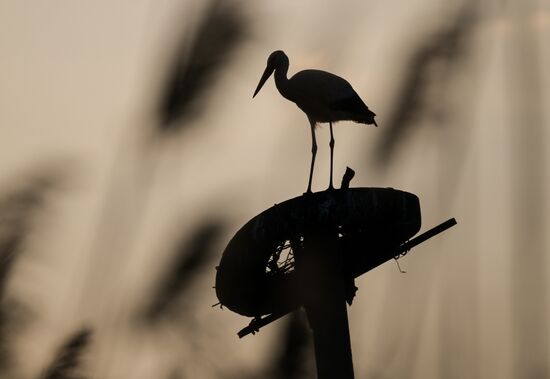 Аисты в Запорожской области