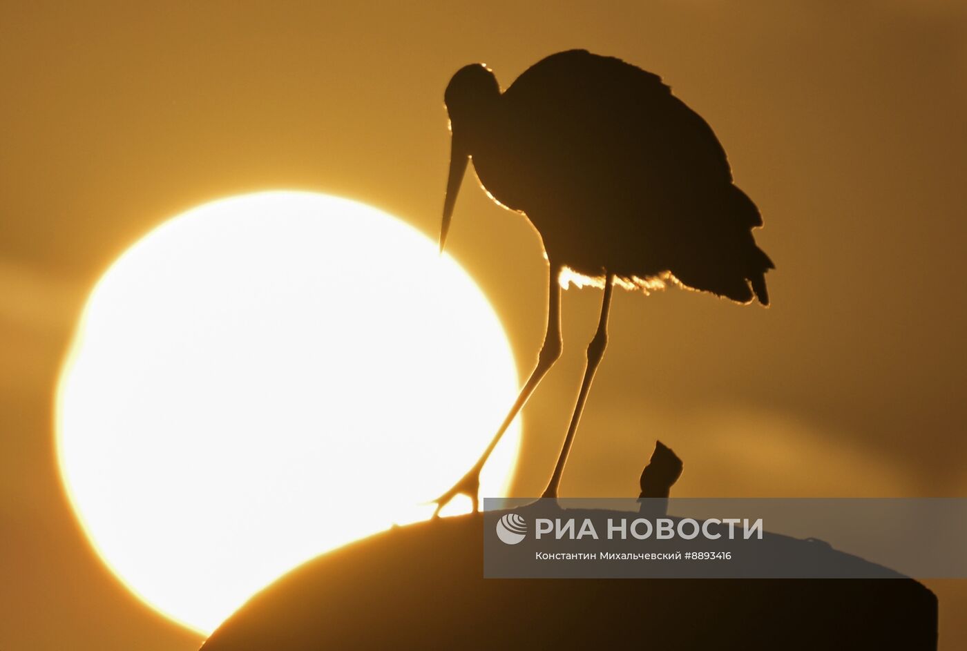 Аисты в Запорожской области