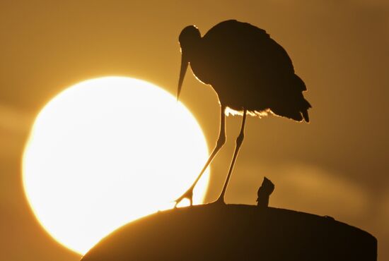Аисты в Запорожской области