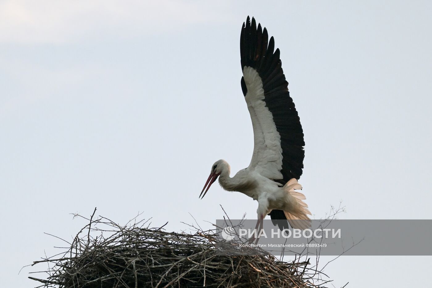 Аисты в Запорожской области