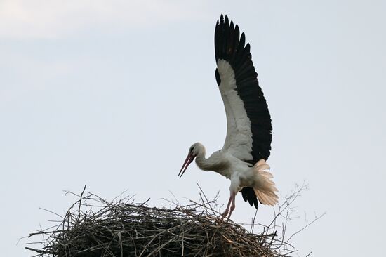 Аисты в Запорожской области