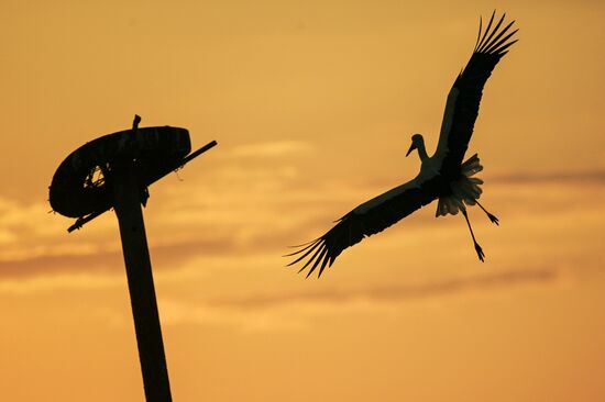 Аисты в Запорожской области