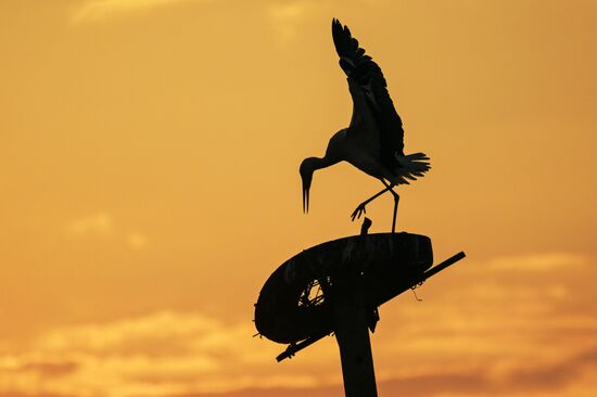 Аисты в Запорожской области