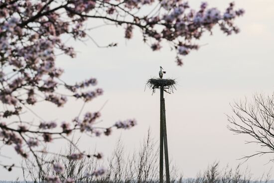 Аисты в Запорожской области