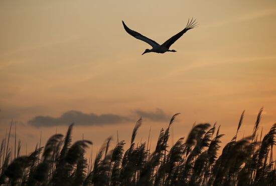 Аисты в Запорожской области