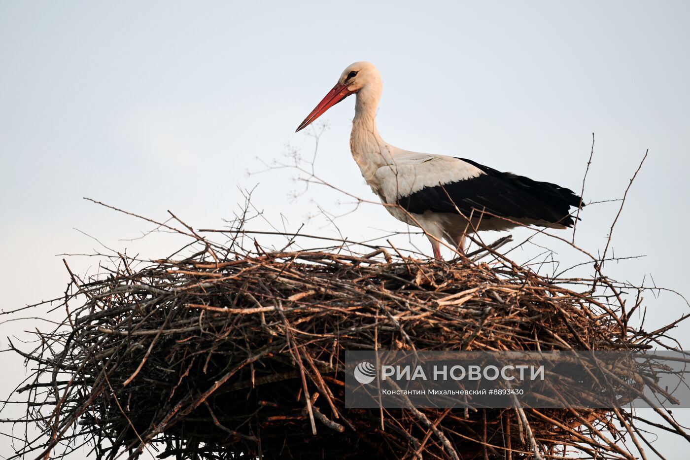 Аисты в Запорожской области