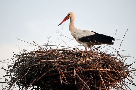 Аисты в Запорожской области