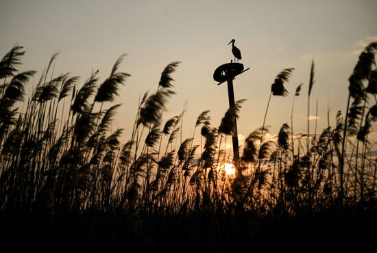 Аисты в Запорожской области