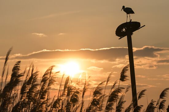 Аисты в Запорожской области