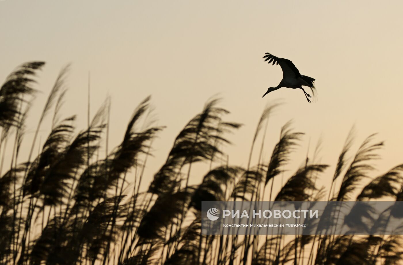 Аисты в Запорожской области