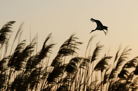 Аисты в Запорожской области